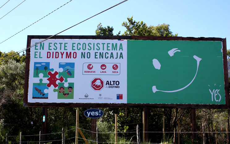 Alumnos de Santo Tomás Temuco elaboran imagen gráfica de la campaña nacional de prevención del Didymo