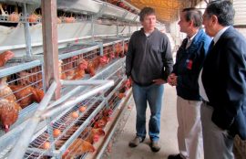 Proyecto sobre protección de huevos contra Salmonellas de UST Temuco se adjudicó fondo CORFO