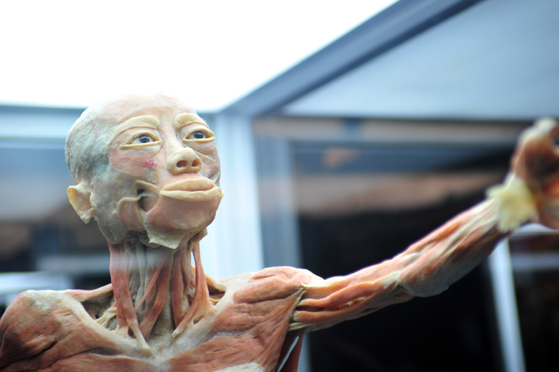Ya se inauguró en Santiago la muestra "Bodies" que exhibe cuerpos humanos reales