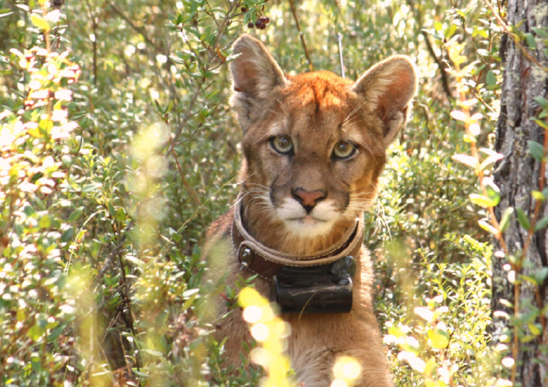 UST Temuco lanzó libro sobre el Puma Araucano