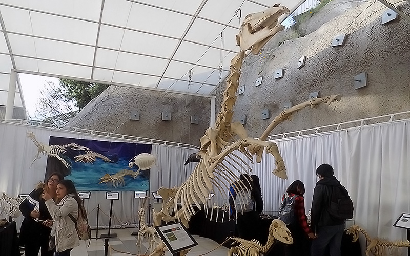 “Expo Anato 2017” llega a Santo Tomás Viña del Mar para sorprender con exhibición de estructuras de animales