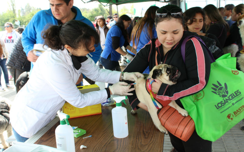 Santo Tomás Los Ángeles apoya masiva jornada de adopción y tenencia responsable de mascotas