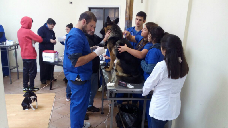 Operativo veterinario realizó 180 atenciones de mascotas en sector Mirador de la Bahía