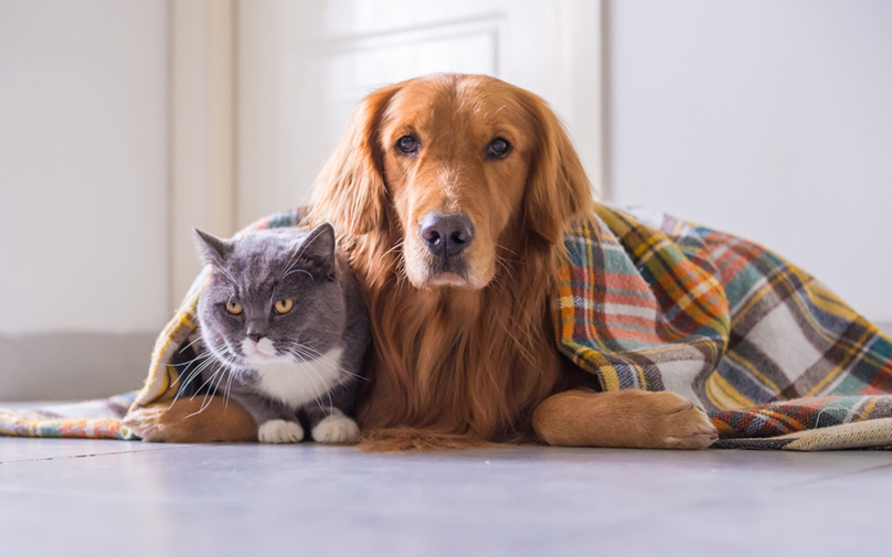 Médico Veterinario UST Santiago: A cuidar nuestras mascotas contra el frío y la contaminación