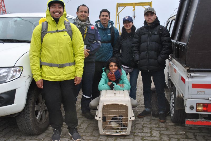 Pingüino fue rescatado por tomasinos en Isla Santa María