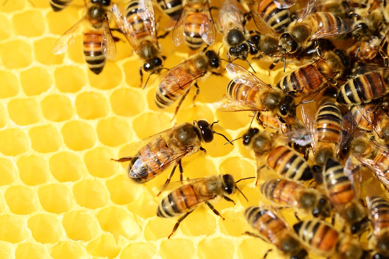 Día mundial de las abejas en tiempos de pandemia