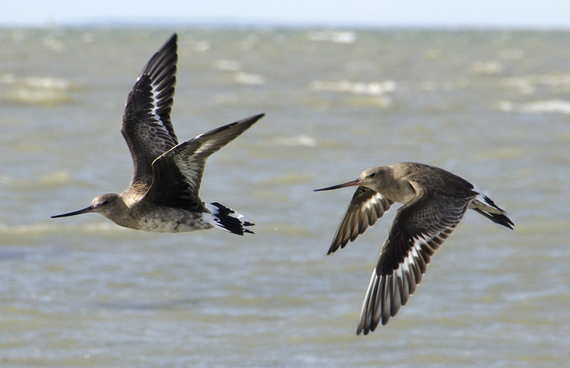 Día Mundial de las Aves Playeras