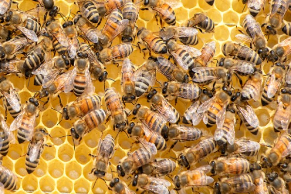 Día Mundial de las Abejas, y aportes de la UST