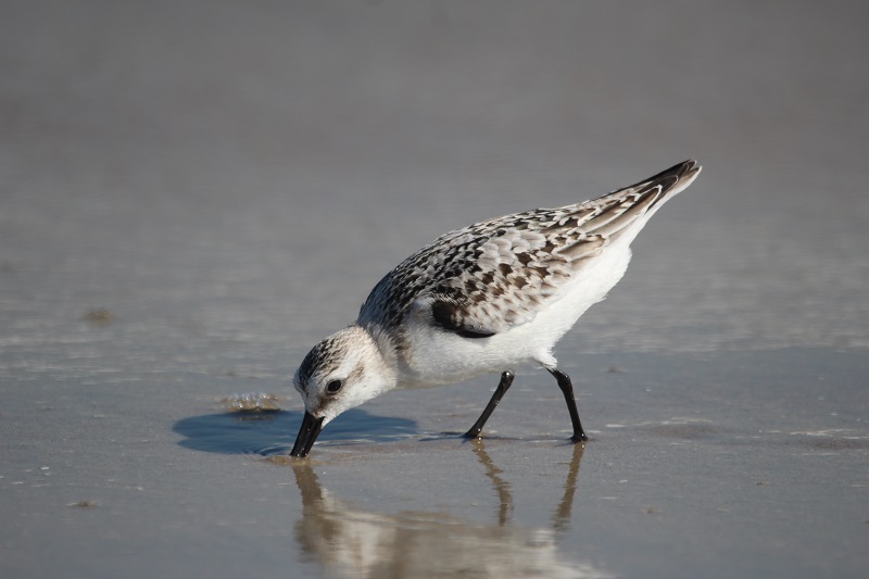 Día de las Aves Migratorias