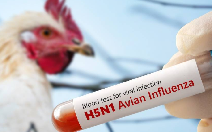Virus H5N1, la amenaza de una pandemia en nuestras manos