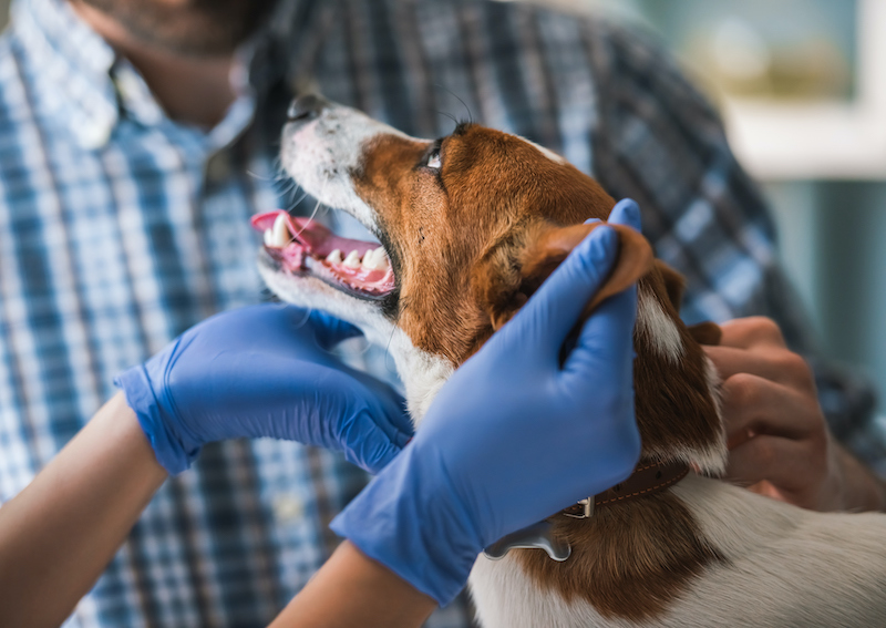 Diplomado en Cirugía y Cuidados Intensivos de Animales de Compañía