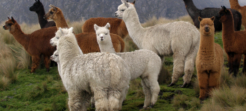 alpacas