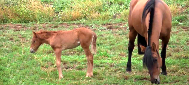 caballo chileno