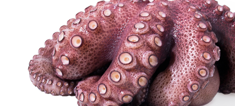 Octopus mimus