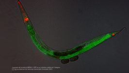 elegans adulto