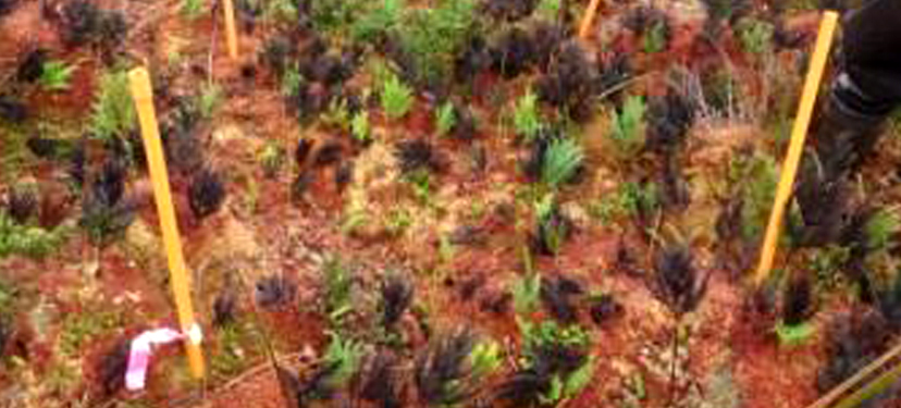 Sitio para establecer el crecimiento de Sphagnum en Metri, provincia de Llanquihue.