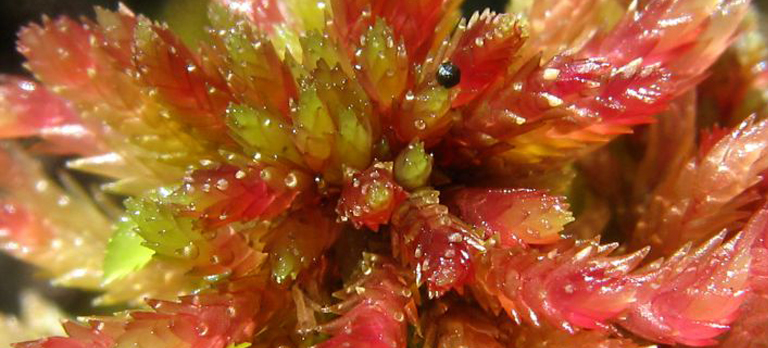 sphagnum magallanicum