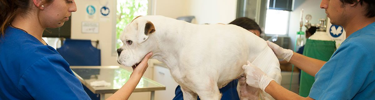 Líneas de Investigación Facultad de Recursos Naturales y Medicina Veterinaria