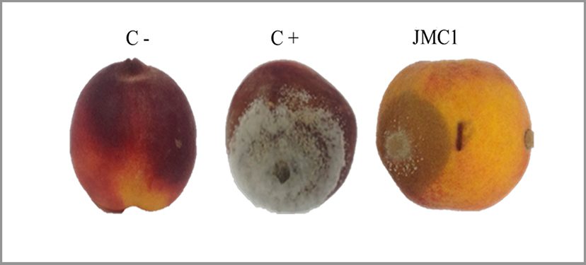 Monilinia fructicola