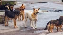 Innovación para el control de daños generados por perros en condición de calle o asilvestrados en la salud pública, el turismo y la ganadería, mediante técnicas de esterilización química y la educación formativa en el primer ciclo escolar