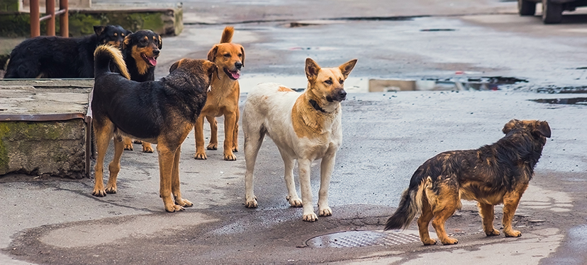 Innovación para el control de daños generados por perros en condición de calle o asilvestrados en la salud pública, el turismo y la ganadería, mediante técnicas de esterilización química y la educación formativa en el primer ciclo escolar