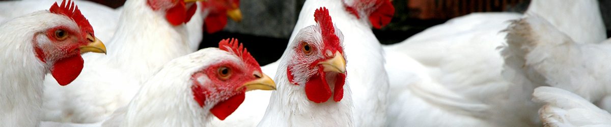 Nanocompósito Natural y Antimicrobiano para la Industria Avícola