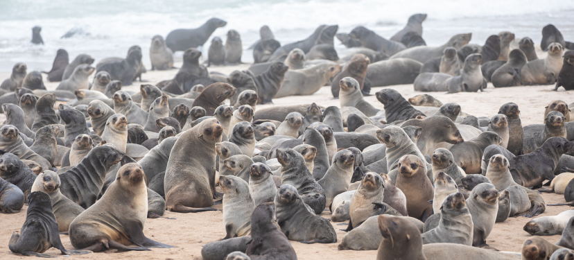 Bases etológicas de la interacción del lobo marino común y la pesca artesanal para el diseño de medidas de mitigación